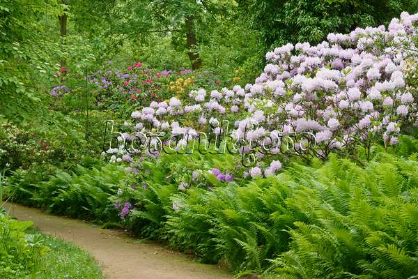 556155 - Rhododendrons (Rhododendron) and ostrich fern (Matteuccia struthiopteris)
