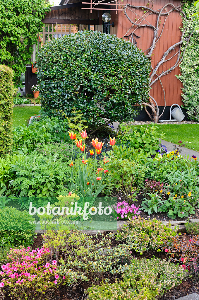 484137 - Rhododendrons (Rhododendron) and tulips (Tulipa) in an allotment garden