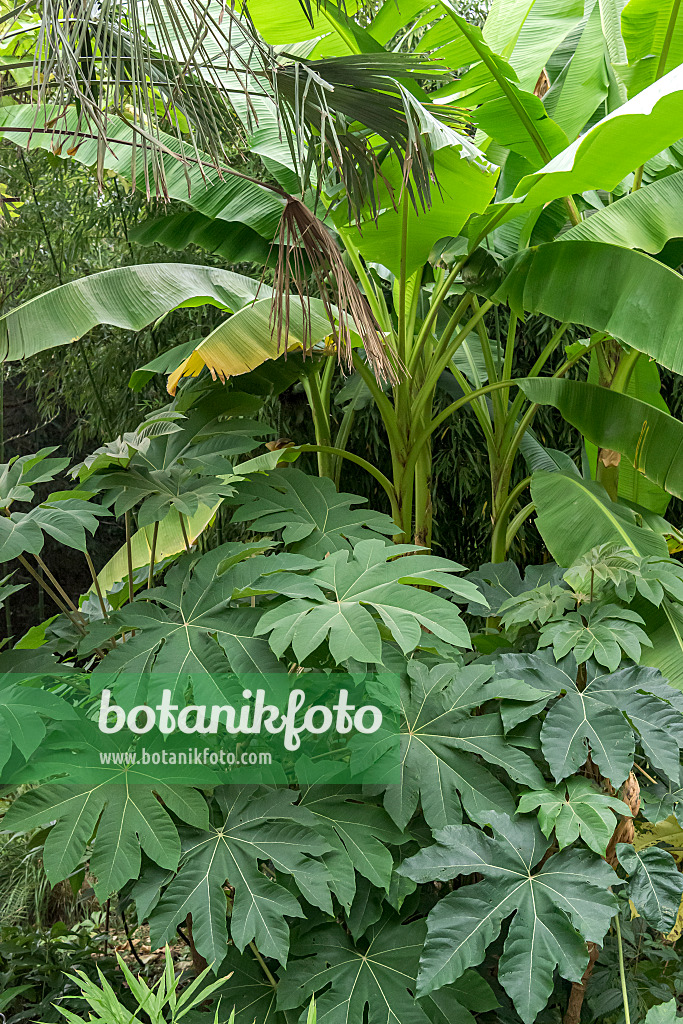 638362 - Rice paper tree (Tetrapanax papyrifer 'Rex')