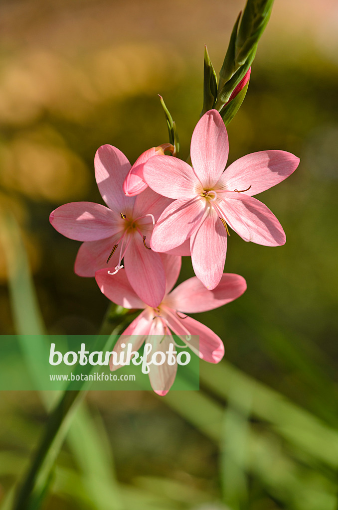 525278 - River lily (Hesperantha coccinea 'Rosea' syn. Schizostylis coccinea 'Rosea')