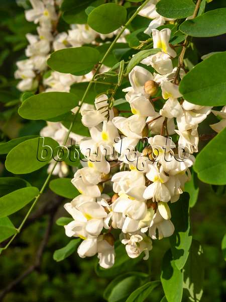 461015 - Robinier faux-acacia (Robinia pseudoacacia)