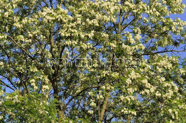 496207 - Robinier faux-acacia (Robinia pseudoacacia)