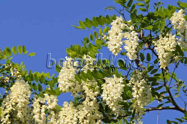496210 - Robinier faux-acacia (Robinia pseudoacacia)