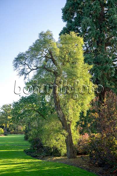 616321 - Robinier faux-acacia (Robinia pseudoacacia 'Myrtifolia')