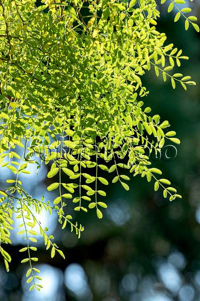 616322 - Robinier faux-acacia (Robinia pseudoacacia 'Myrtifolia')