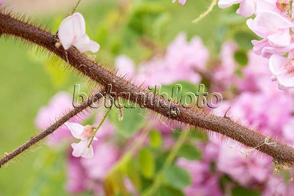 616319 - Robinier (Robinia hispida 'Macrophylla')