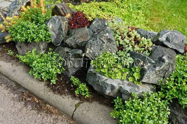 556048 - Rock garden with succulent plants