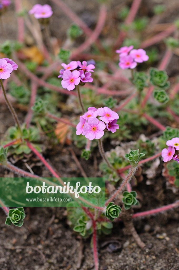 484035 - Rock jasmine (Androsace mucronifolia)