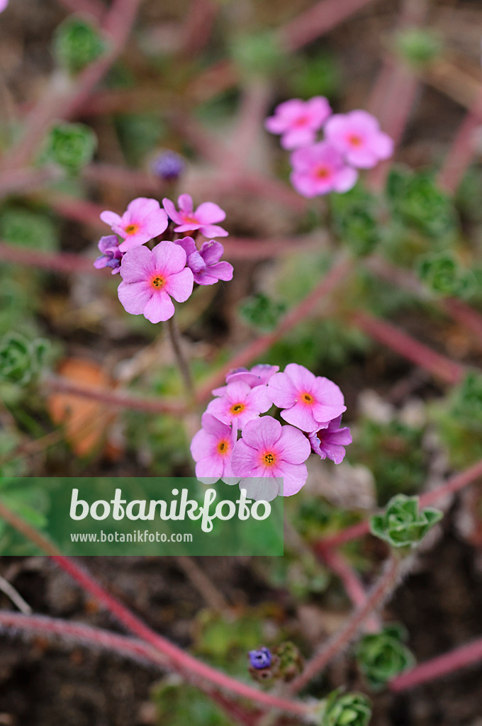 484036 - Rock jasmine (Androsace mucronifolia)