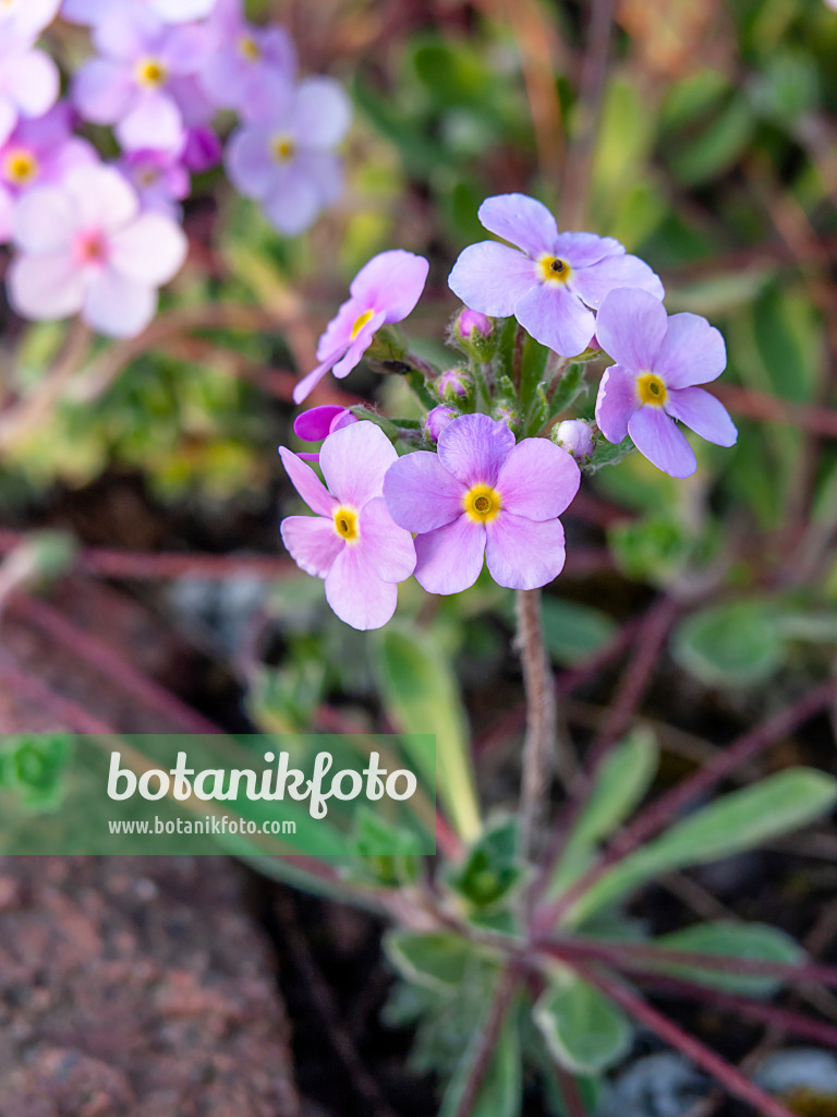 448052 - Rock jasmine (Androsace sarmentosa)