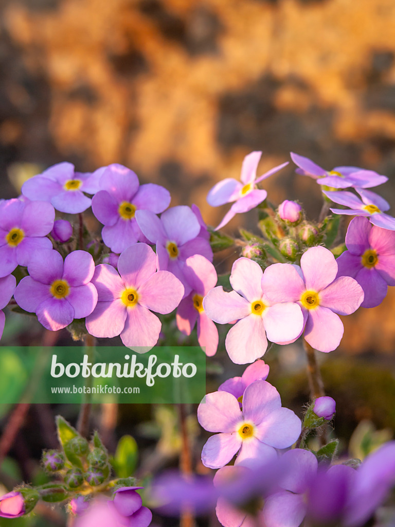 448053 - Rock jasmine (Androsace sarmentosa)