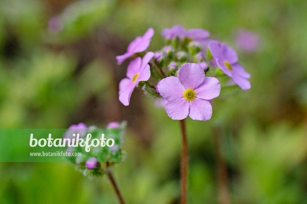 472073 - Rock jasmine (Androsace sarmentosa)