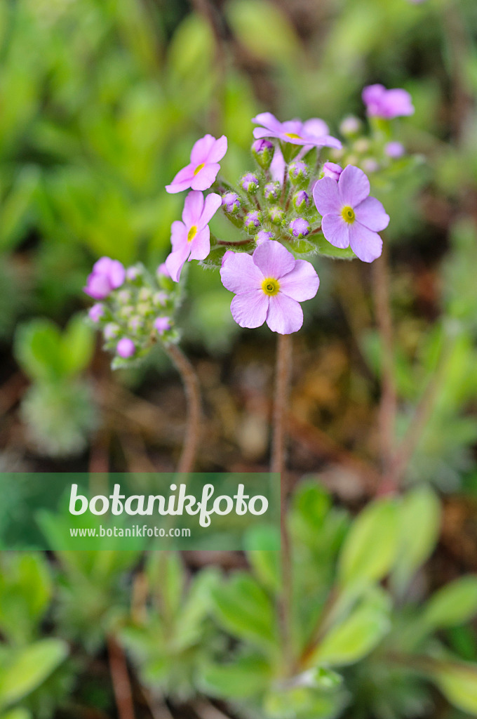 472074 - Rock jasmine (Androsace sarmentosa)