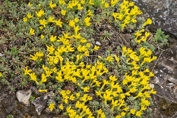 555113 - Rock jasmine (Androsace vitaliana syn. Vitaliana primuliflora)