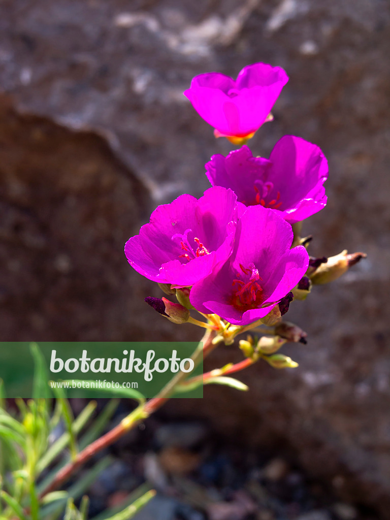 439393 - Rock purslane (Calandrinia umbellata)