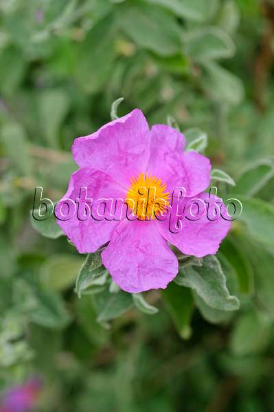 472103 - Rock rose (Cistus albidus)