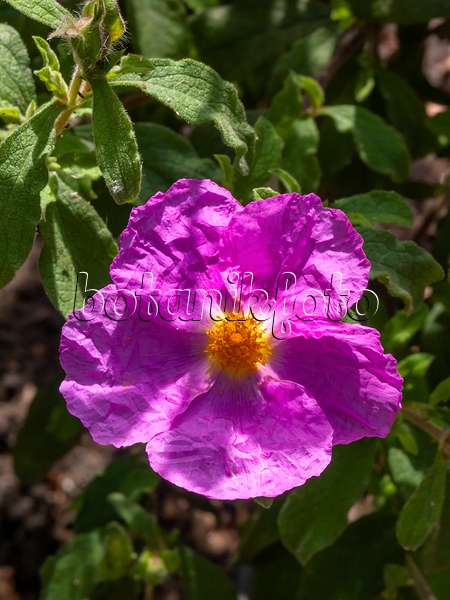 414166 - Rock rose (Cistus heterophyllus)