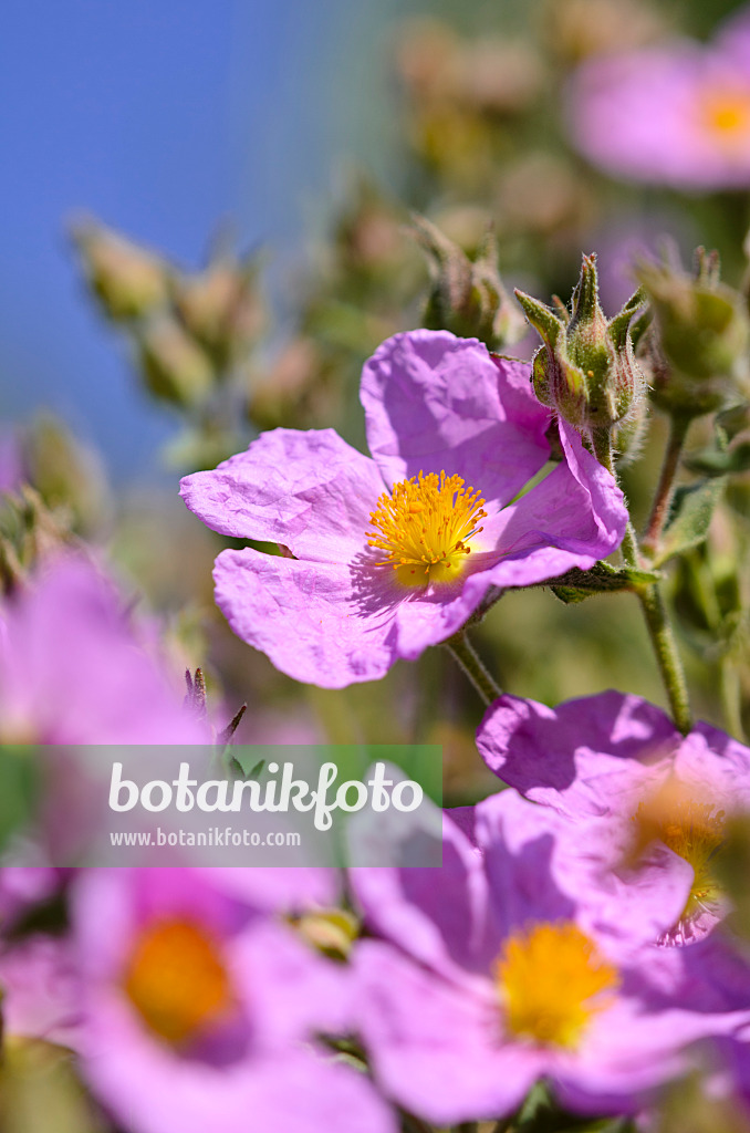 533060 - Rock rose (Cistus incanus subsp. creticus)