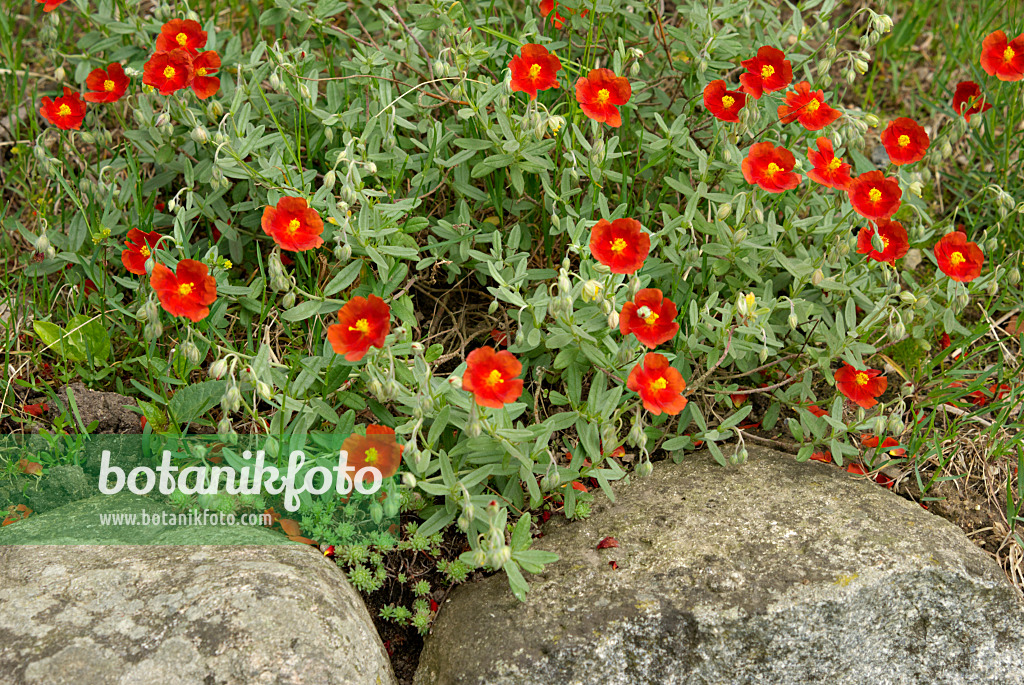 452134 - Rock rose (Helianthemum)