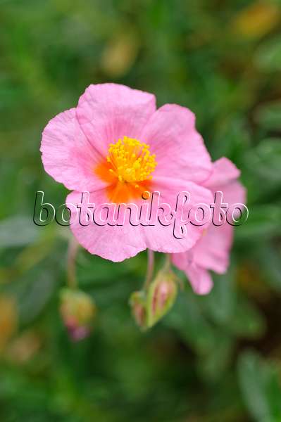 476261 - Rock rose (Helianthemum Lawrenson's Pink)