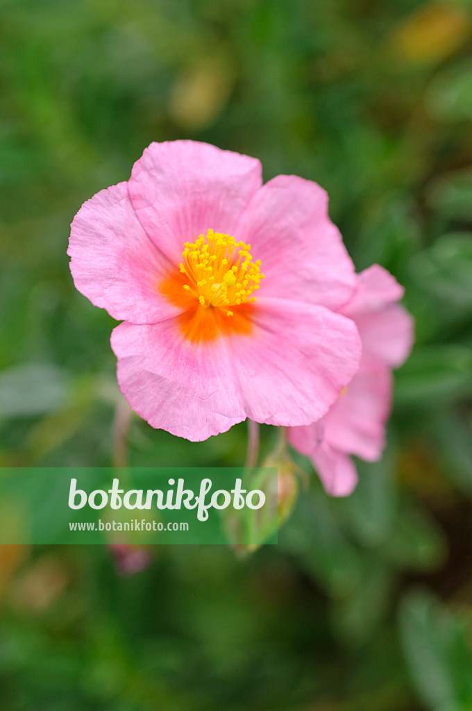 476261 - Rock rose (Helianthemum Lawrenson's Pink)