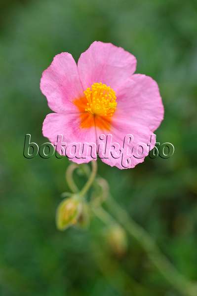 476262 - Rock rose (Helianthemum Lawrenson's Pink)