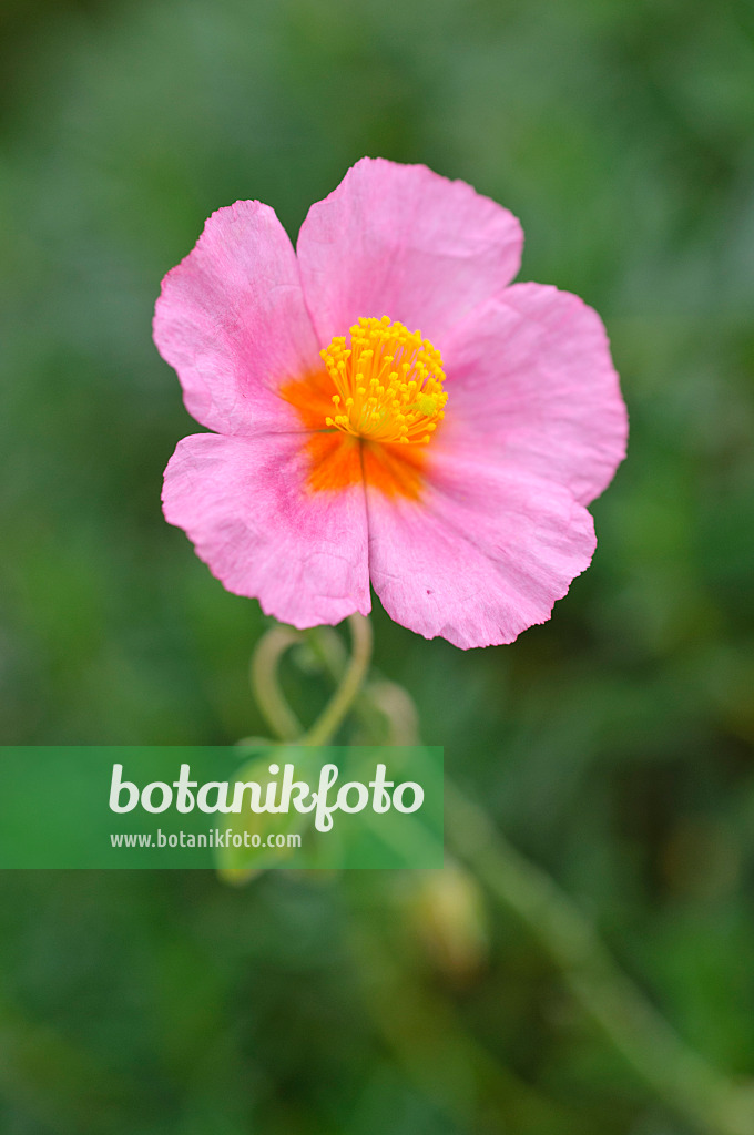 476262 - Rock rose (Helianthemum Lawrenson's Pink)