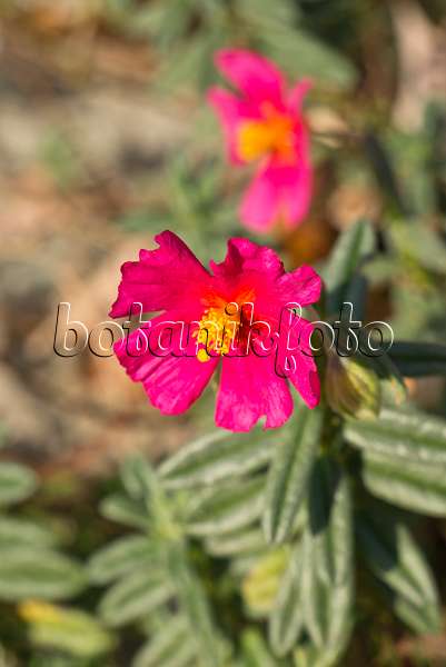 609054 - Rock rose (Helianthemum Lawrenson's Pink)