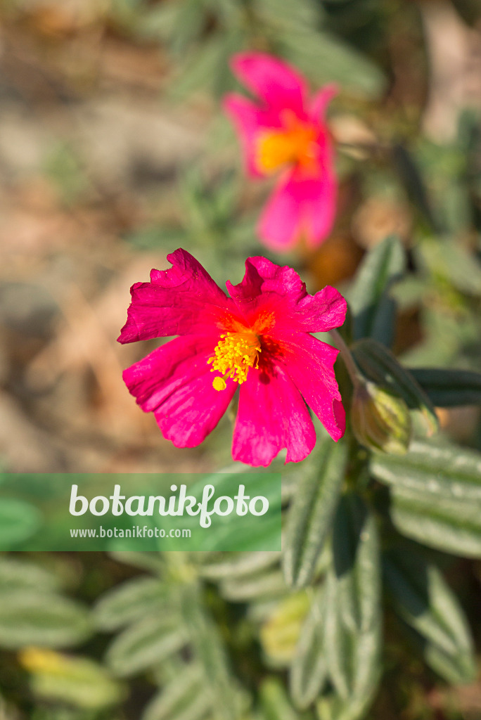 609054 - Rock rose (Helianthemum Lawrenson's Pink)