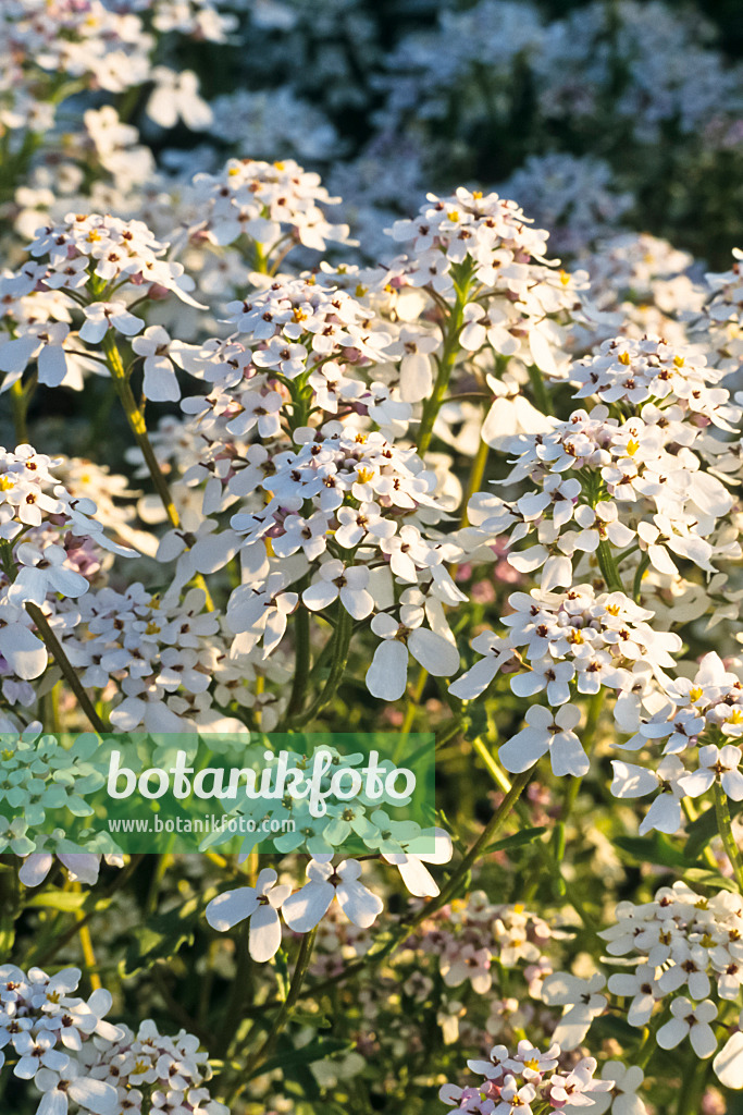 391038 - Rocket candytuft (Iberis amara)