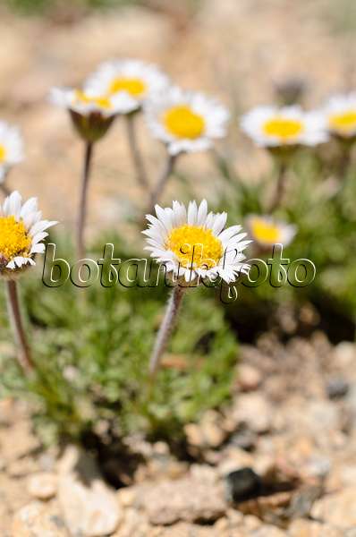 508374 - Rocky Mountain alpine fleabane (Erigeron grandiflorus)