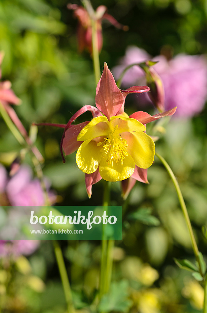 496263 - Rocky Mountains columbine (Aquilegia caerulea 'McKana')