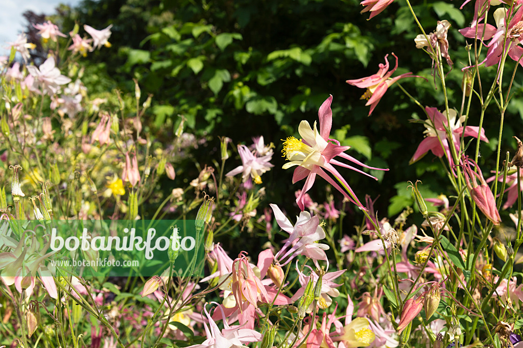 509037 - Rocky Mountains columbine (Aquilegia caerulea 'McKana')