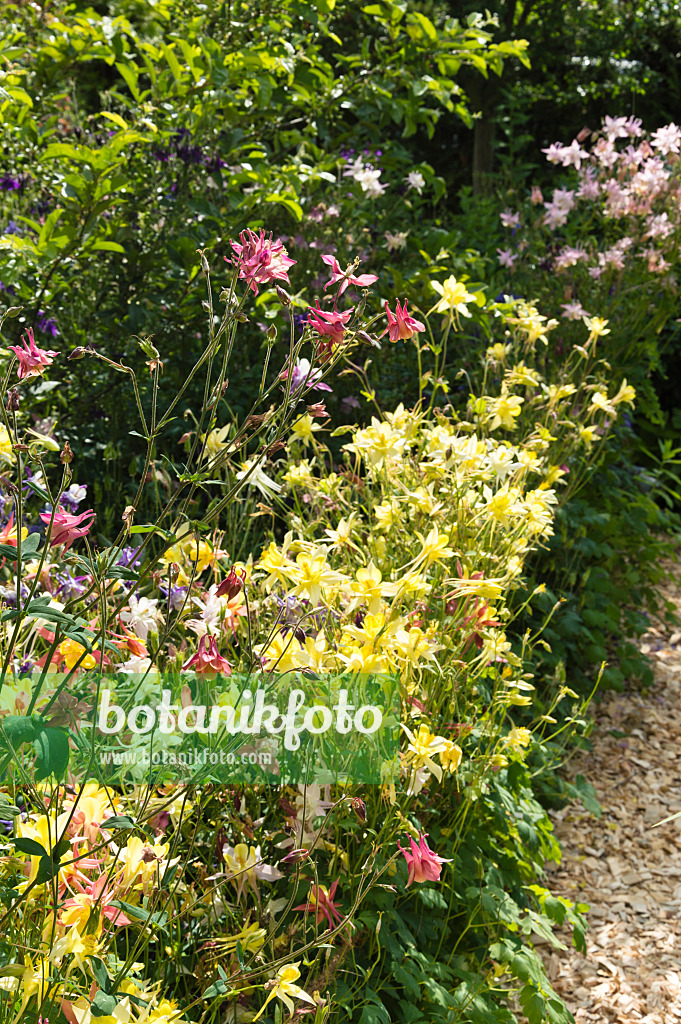 509040 - Rocky Mountains columbine (Aquilegia caerulea 'McKana')