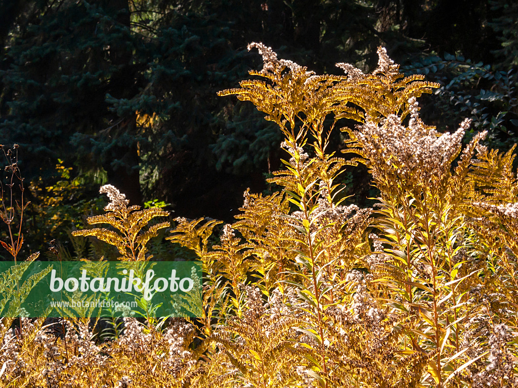 406041 - Rocky Mountains goldenrod (Solidago multiradiata)