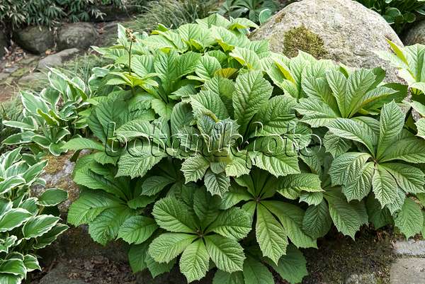 638312 - Rodgersia à feuilles de marronnier (Rodgersia aesculifolia)