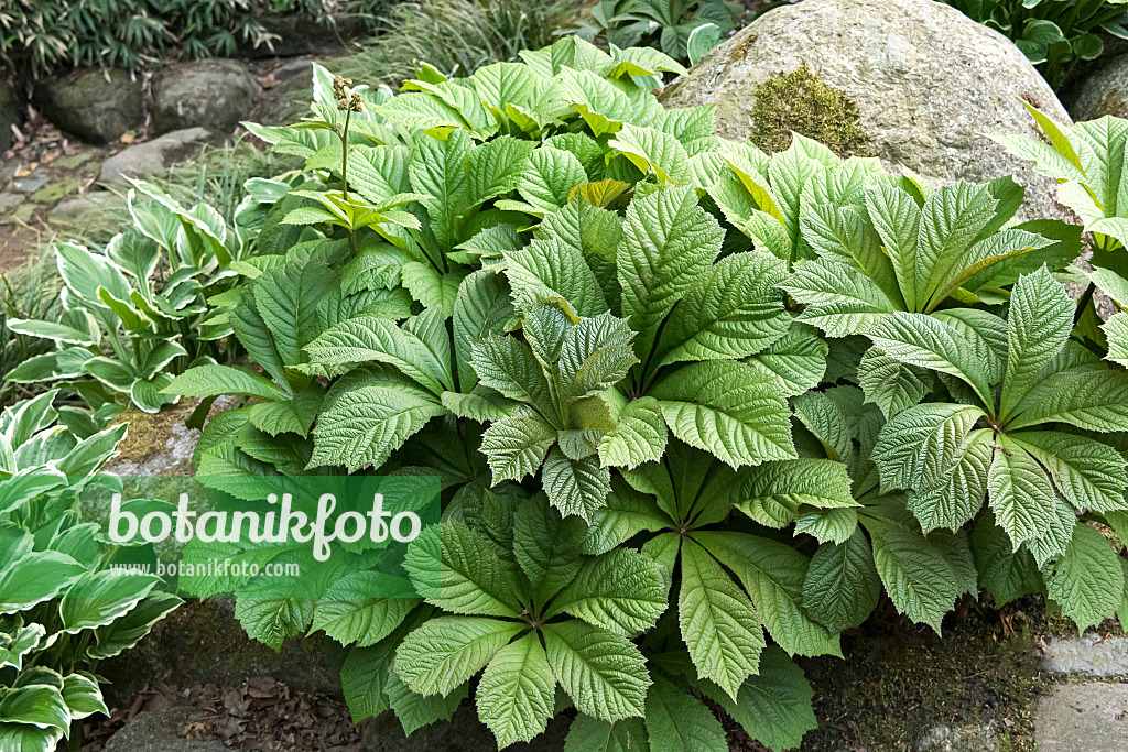 638312 - Rodgersia aesculifolia