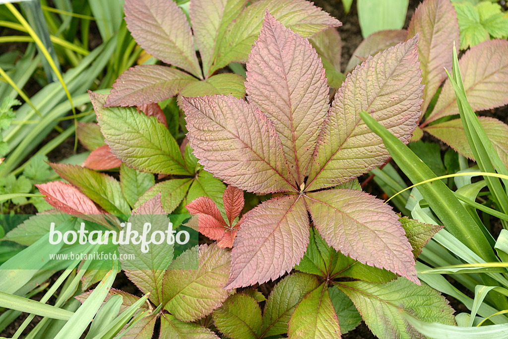 535427 - Rodgersia pinnata 'Bloody Mary'