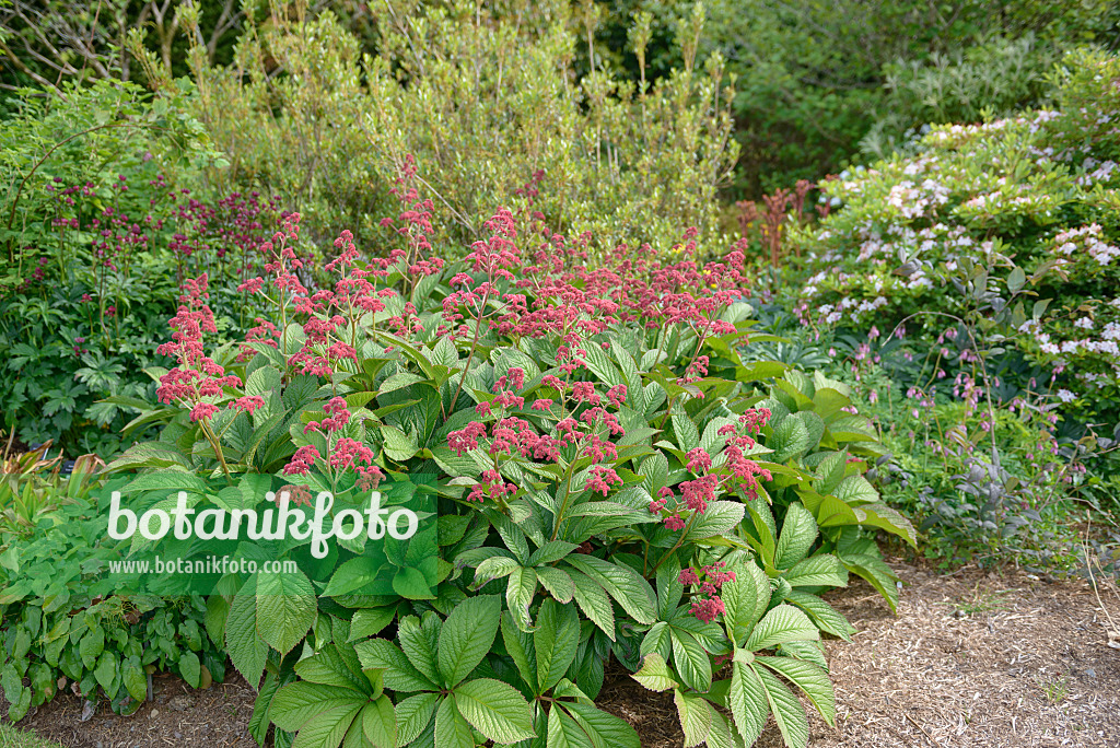 547279 - Rodgersia pinnata 'Crug Cardinal'