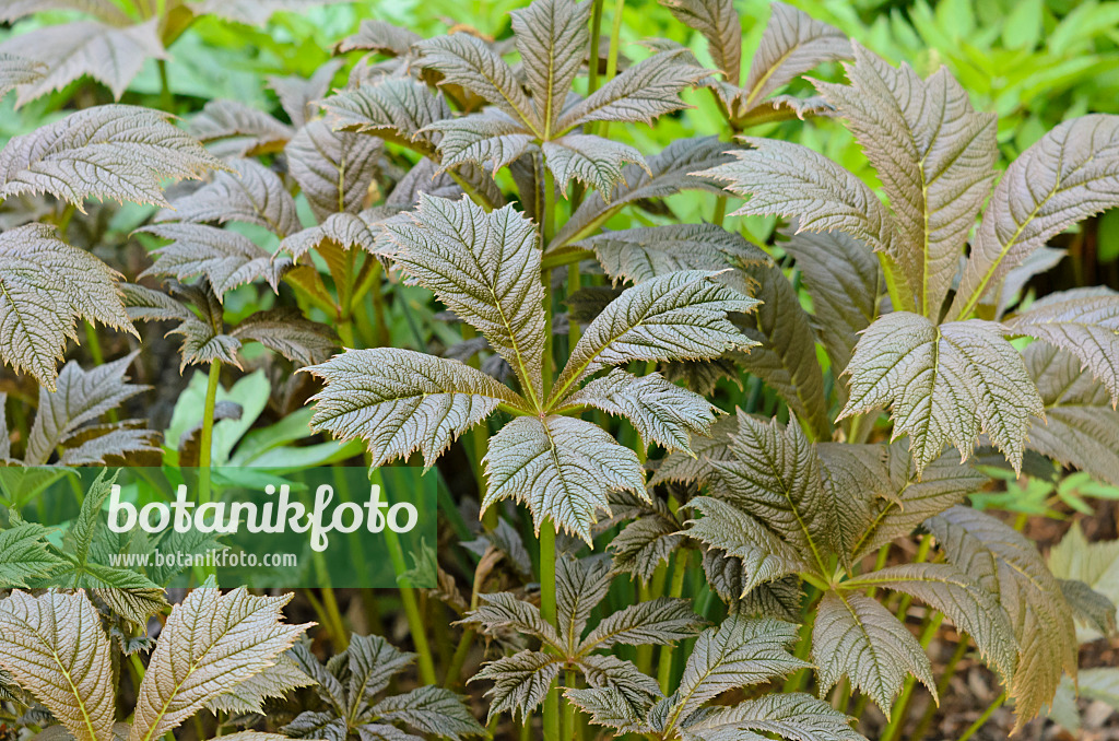 520058 - Rodgersia pinnata 'Rotlaub'