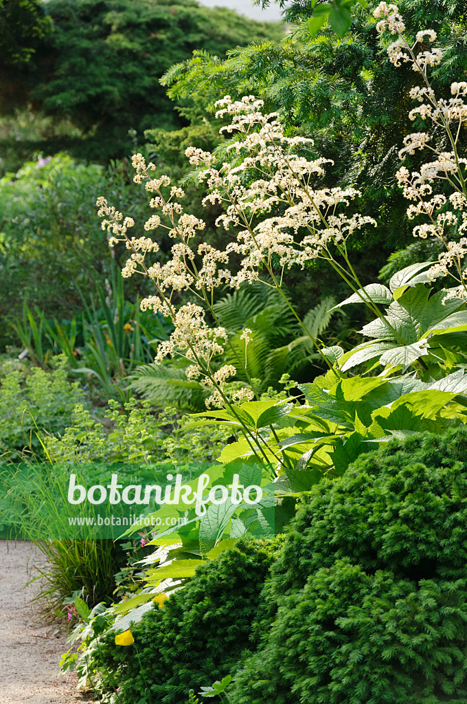 485014 - Rodgersia podophylla