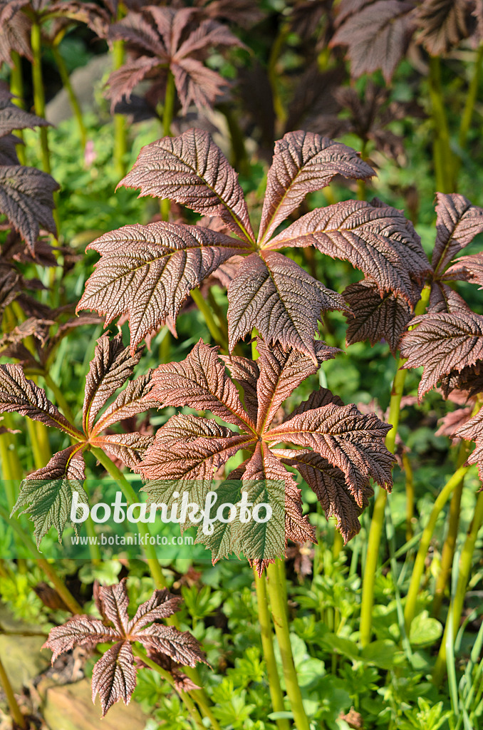 531185 - Rodgersia podophylla