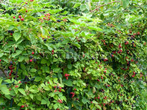 475154 - Ronce commune (Rubus fruticosus)