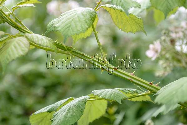 558244 - Ronce commune (Rubus fruticosus)