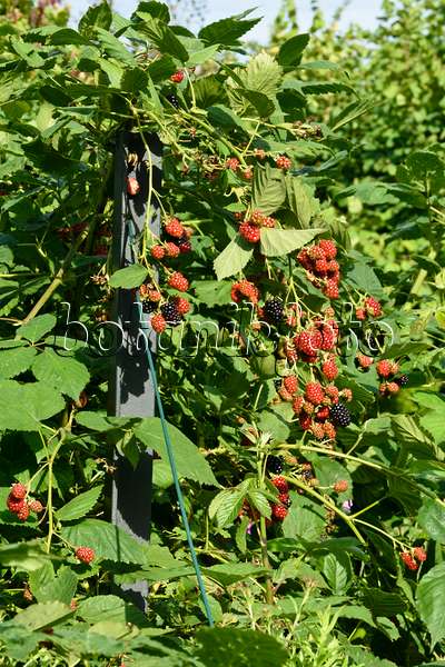 559082 - Ronce commune (Rubus fruticosus)