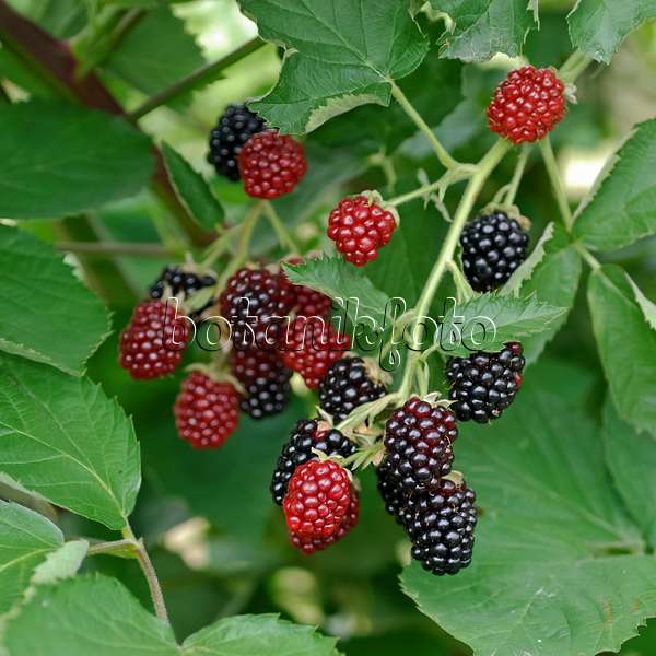 454091 - Ronce commune (Rubus fruticosus 'Loch Tay')