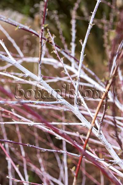 625365 - Ronce commune (Rubus thibetanus 'Silver Fern')