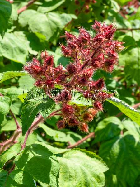 439107 - Ronce (Rubus phoenicolasius)