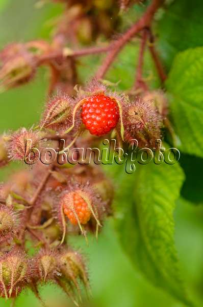 534366 - Ronce (Rubus phoenicolasius)