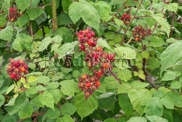 558339 - Ronce (Rubus phoenicolasius)